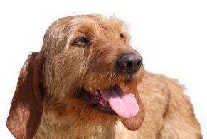 Alerte Disparition Chien croisement Mâle, 2026 ans Barcugnan France