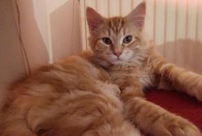 Alerte Disparition Chat croisement Mâle, 2 ans Villeurbanne France