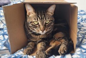 Alerte Disparition Chat Mâle, 4 ans Couddes France