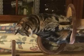 Alerte Disparition Chat Mâle, 4 ans Couddes France