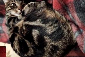 Alerte Disparition Chat Mâle, 4 ans Couddes France