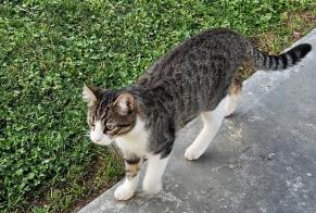 Alerte Disparition Chat Mâle, 2 ans Saint-Alban France