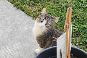 Alerte Disparition Chat Mâle, 2 ans Saint-Alban France