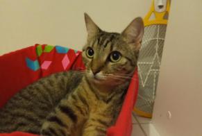 Alerte Disparition Chat Femelle, 8 ans Toulouse France