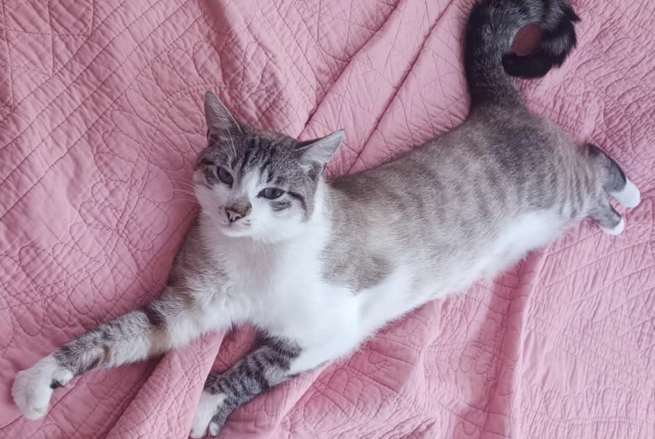 Alerte Disparition Chat croisement Mâle , 3 ans Remiremont France