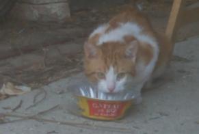 Alerte Disparition Chat  Mâle , 3 ans Préfontaines France