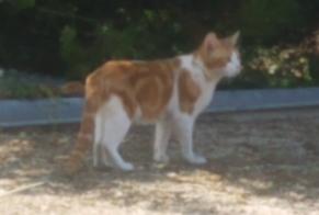 Alerte Disparition Chat  Mâle , 3 ans Préfontaines France