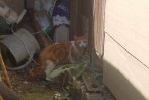 Alerte Disparition Chat  Mâle , 3 ans Préfontaines France