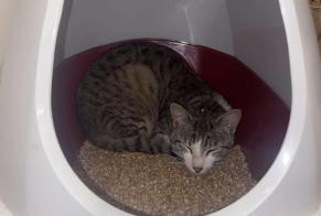 Alerte Disparition Chat Mâle, 2 ans Bruges France
