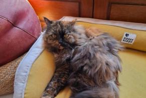 Alerte Disparition Chat croisement Femelle, 10 ans Toulouse France