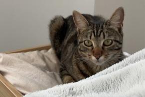 Alerte Disparition Chat Femelle, 2 ans Paris France