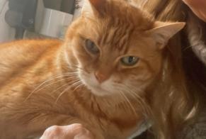 Alerte Disparition Chat Mâle, 16 ans Perpignan France