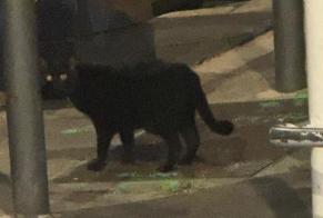 Alerte Disparition Chat Mâle, 4 ans Marseille France