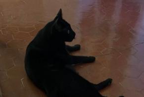 Alerte Disparition Chat Mâle, 4 ans Marseille France