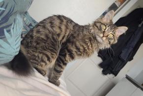 Alerte Disparition Chat Mâle, 1 ans Saint-Chély-d'Apcher France