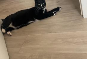 Alerte Disparition Chat Femelle, 2 ans Écouen France