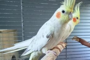 Alerte Disparition Oiseau Mâle, 2026 ans Baisieux France