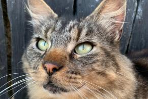 Alerte Disparition Chat croisement Mâle, 8 ans La Baconnière France