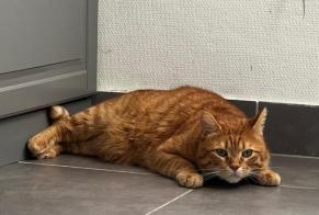 Alerte Disparition Chat Mâle, 8 ans Évreux France
