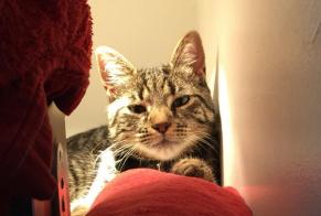 Alerte Disparition Chat Mâle, 12 ans Saint-Quentin France