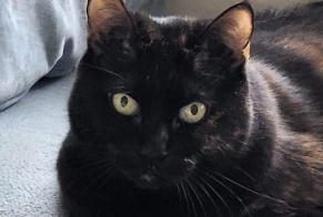 Alerte Disparition Chat Femelle, 15 ans Lucenay France
