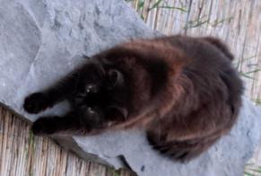 Alerte Disparition Chat Mâle, 7 ans Bruay-sur-l'Escaut France