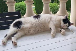 Alerte Disparition Chat croisement Mâle, 7 ans Grasse France
