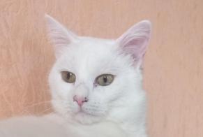 Alerte Disparition Chat Femelle, 3 ans Laneuveville-devant-Nancy France