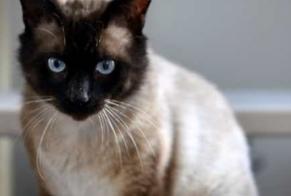Alerte Disparition Chat Mâle, 9 ans Guilvinec France