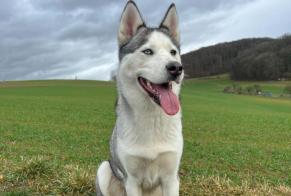 Alerte Disparition Chien Femelle, 5 ans Village-Neuf France