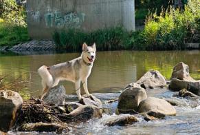 Alerte Disparition Chien Femelle, 5 ans Village-Neuf France