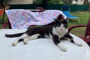 Alerte Disparition Chat Mâle, 3 ans Nancy France