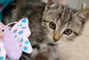 Alerte Disparition Chat Femelle, 1 ans Toulonjac France