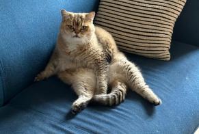 Alerte Disparition Chat Femelle, 9 ans Garches France