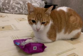 Alerte Disparition Chat croisement Mâle, 5 ans Tavel France
