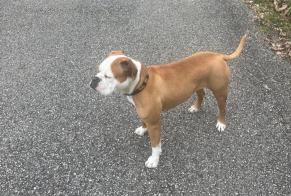 Alerte Disparition Chien Femelle, 4 ans Saint-Baldoph France