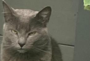 Alerte Disparition Chat croisement Femelle, 48 ans Auchy-lez-Orchies France
