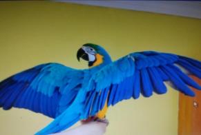 Alerte Disparition Oiseau Mâle , 2026 ans Jolimetz France