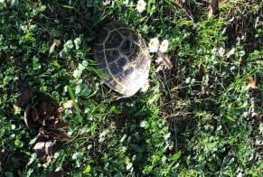 Alerte Disparition Tortue Femelle , 2026 ans Châtellerault France