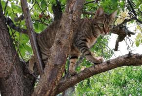 Alerte Disparition Chat Mâle , 2 ans La Frette-sur-Seine France