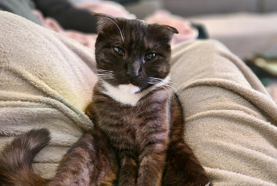 Alerte Disparition Chat croisement Femelle , 4 ans Charvieu-Chavagneux France
