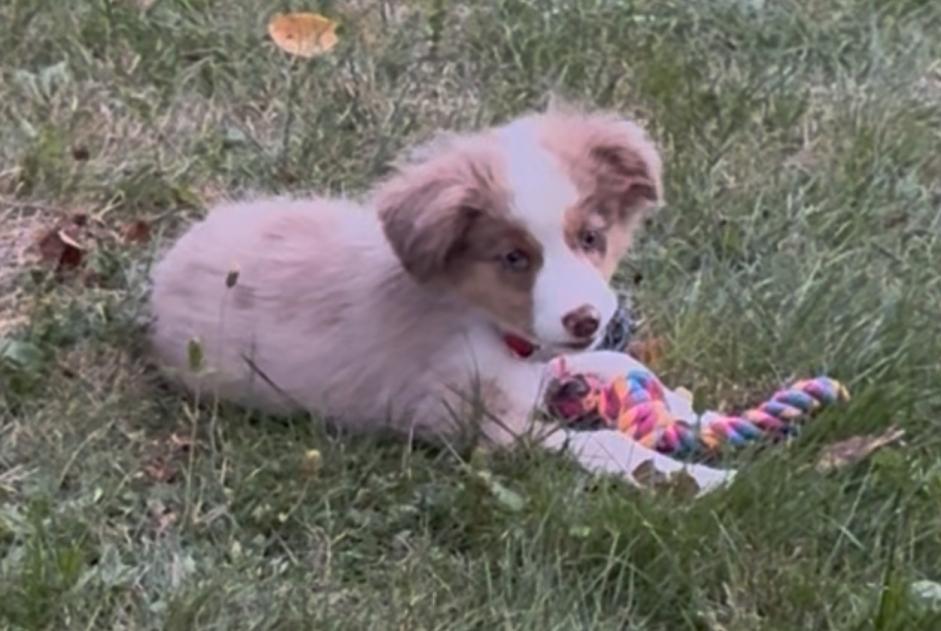 Alerte Disparition Chien  Femelle , 1 ans Belfort France