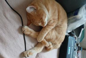 Alerte Disparition Chat croisement Mâle , 2 ans Lespinasse France