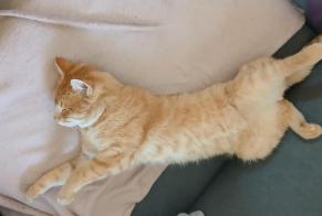 Alerte Disparition Chat croisement Mâle , 2 ans Lespinasse France