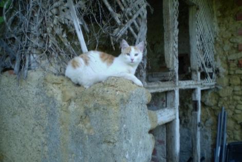 Alerte Disparition Chat Mâle , 9 ans Marciac France