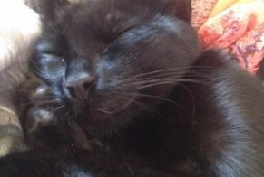 Alerte Disparition Chat  Femelle , 11 ans Narbonne France