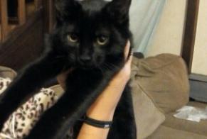 Alerte Disparition Chat  Femelle , 11 ans Narbonne France