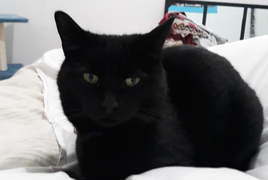 Alerte Disparition Chat  Femelle , 11 ans Narbonne France
