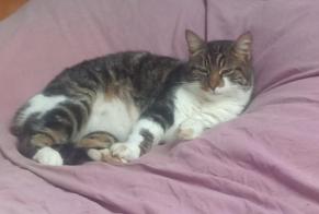 Alerte Disparition Chat croisement Mâle , 6 ans Médréac France