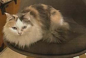 Alerte Disparition Chat  Femelle , 12 ans Bègles France